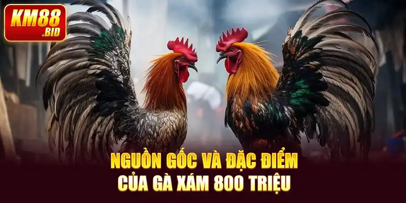 2 nguon goc va dac diem cua ga xam 800 trieu