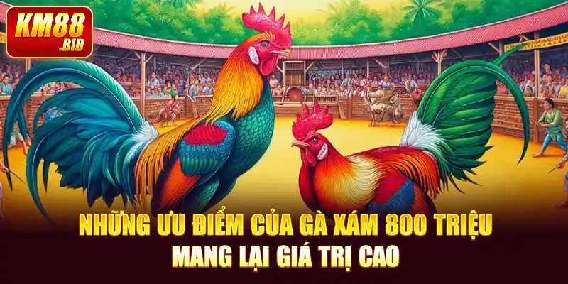 3 nhung uu diem cua ga xam 800 trieu mang lai gia tri cao