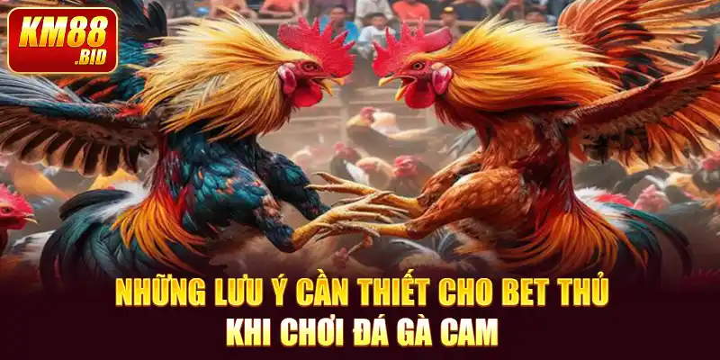 4 nhung luu y can thiet cho bet thu khi choi da ga cam